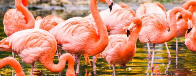 Flamingos Curacao | Wanderalot
