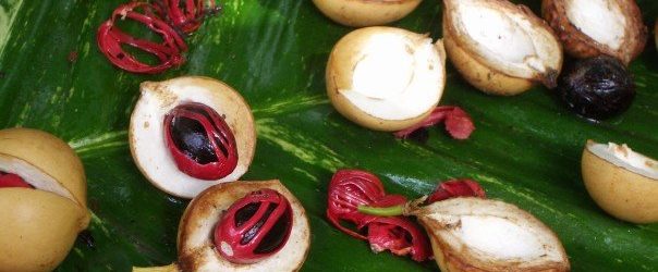 Grenada Nutmeg: The Allure of the Spice Isle