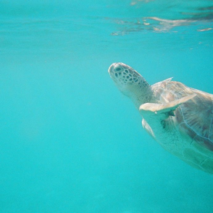 wanderalot.com Swim with Sea Turtles