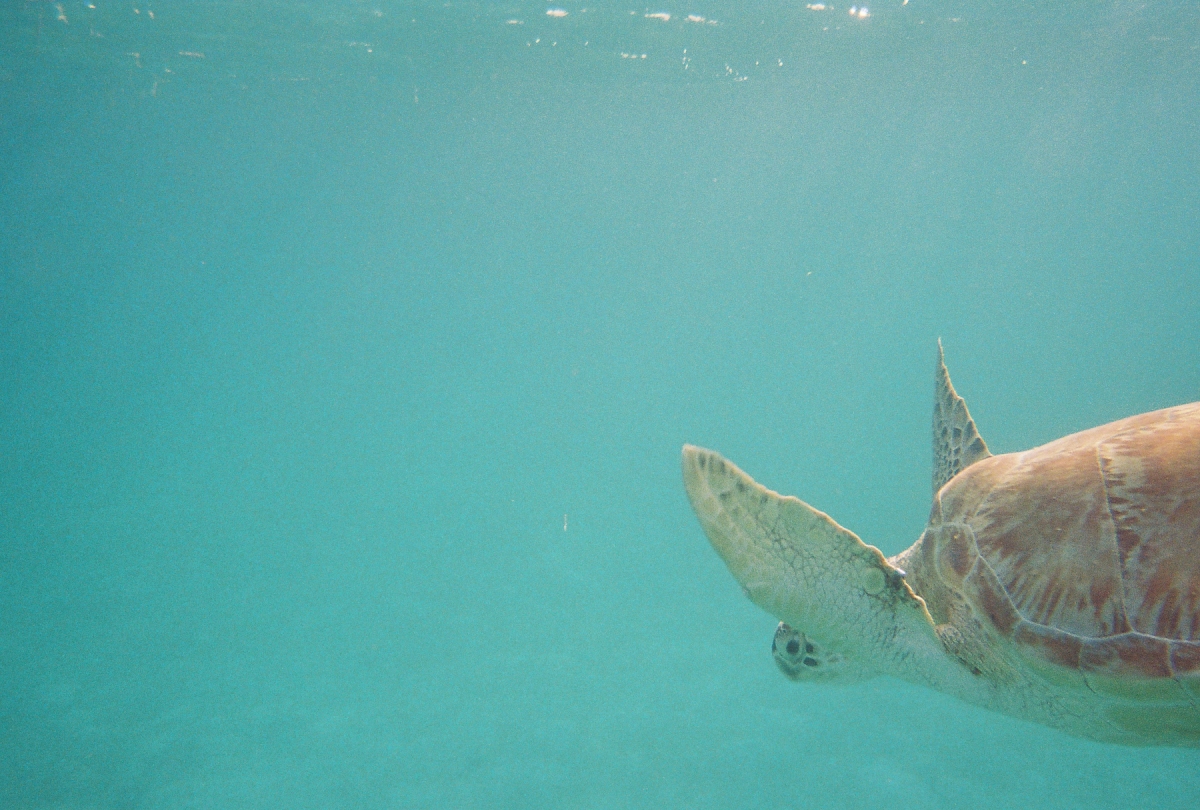 wanderalot.com tobago cay sea turtles